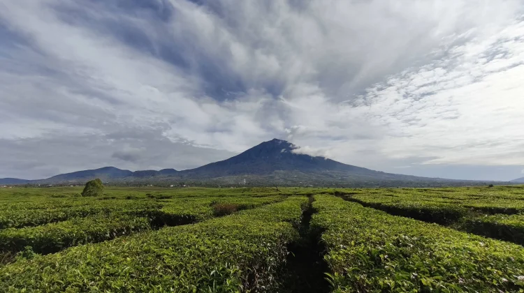Indonesia Merupakan Penghasil Teh yang Cukup Tinggi dari Berbagai Daerah