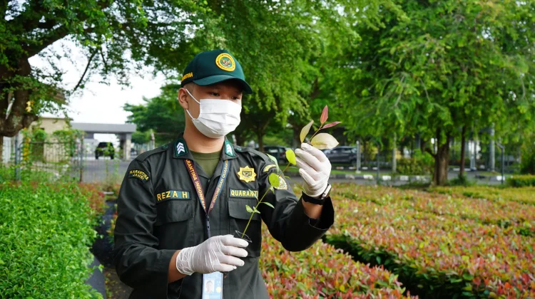 Karantina Jambi Kawal Pengiriman 262 Ribu Bibit Eukaliptus ke Kalteng