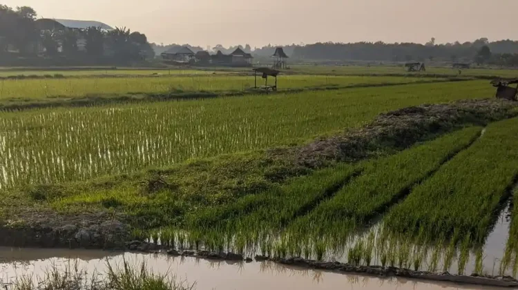 Petani Muara Sebo Ilir Percepat Tanam Padi Antisipasi Musim Kemarau