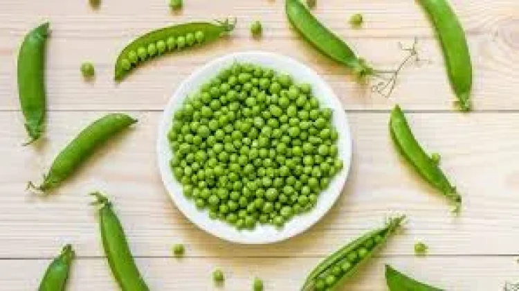 Kacang Hijau Organik Memiliki Nilai Jual Tinggi