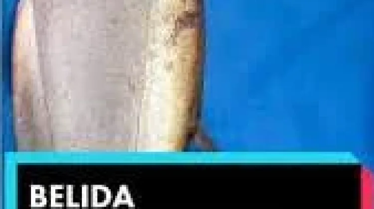 Mengenal Ikan Belida Predator Purba Perairan