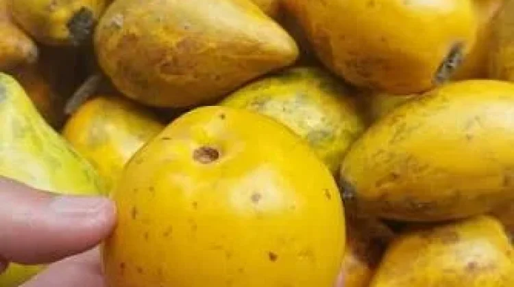 Buah Alkesa Segudang Manfaat