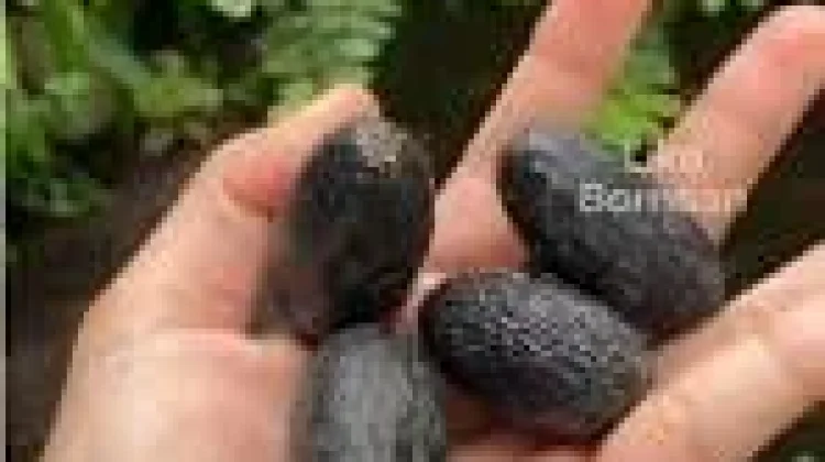 Mengenal Buah Langka Kalimantan dengan Cita Rasa Mentega