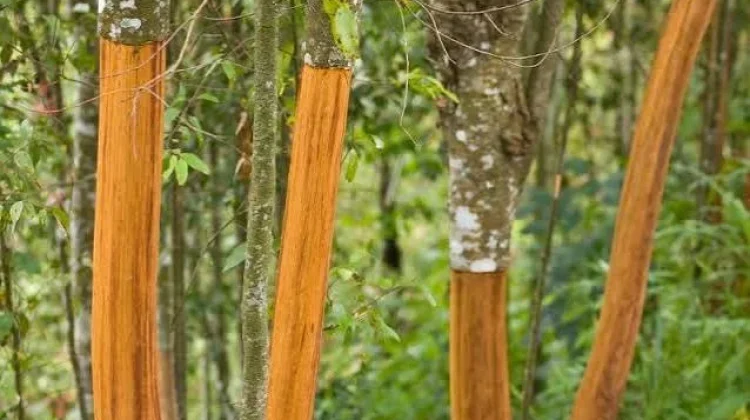 Kebun Kayu Manis sebagai Investasi Jangka Panjang