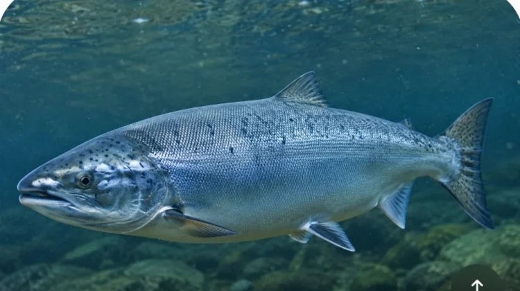 Jenis ikan yang Bagus dibeli saat Beku