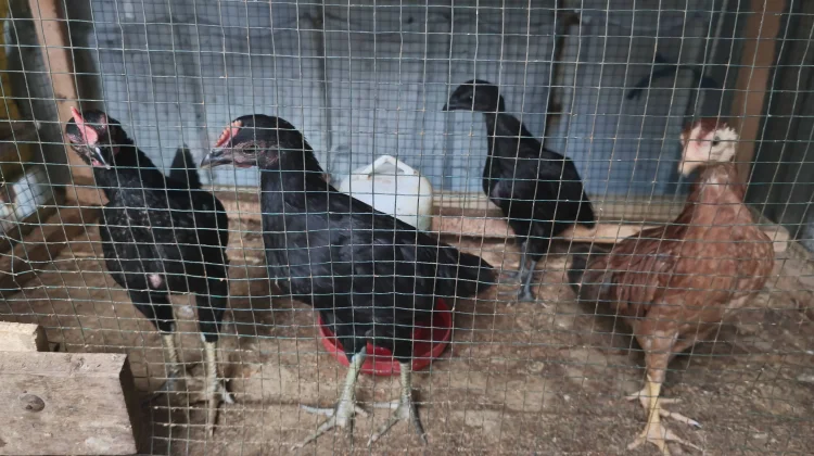 Sayuran yang Direkomendasikan untuk Pakan Ayam Kampung agar Tetap Sehat