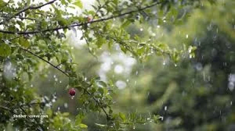 Selama 52 Tahun Jambi telah Kehilangan sekitar 2,5 juta Hektare Hutan