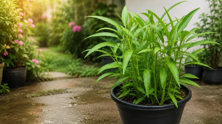 Cara Praktis Menanam Kangkung di Pot