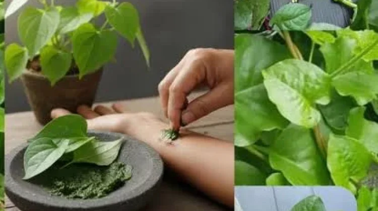 Rahasia Zat Aktif Daun Binahong