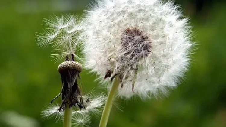 Mengenal dari manfaat Bunga Dandelion
