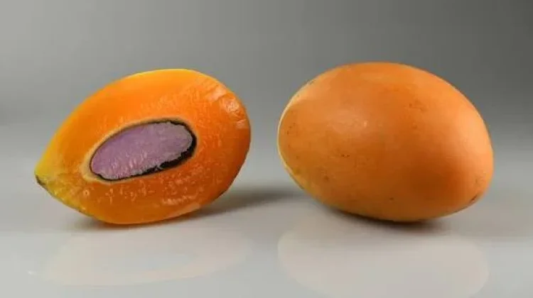Mengenal buah Gandaria