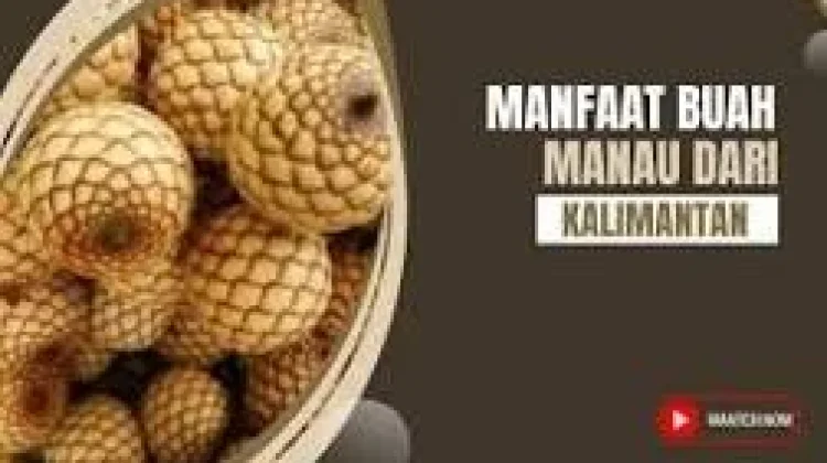 Fakta buah Manau