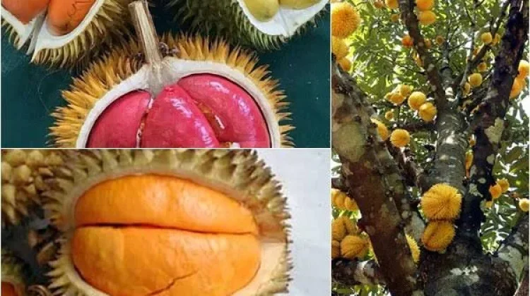 Perbedaan Buah Lai yang  Mirip Durian