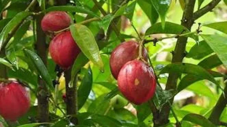Mitos atau Fakta Buah Simalakama