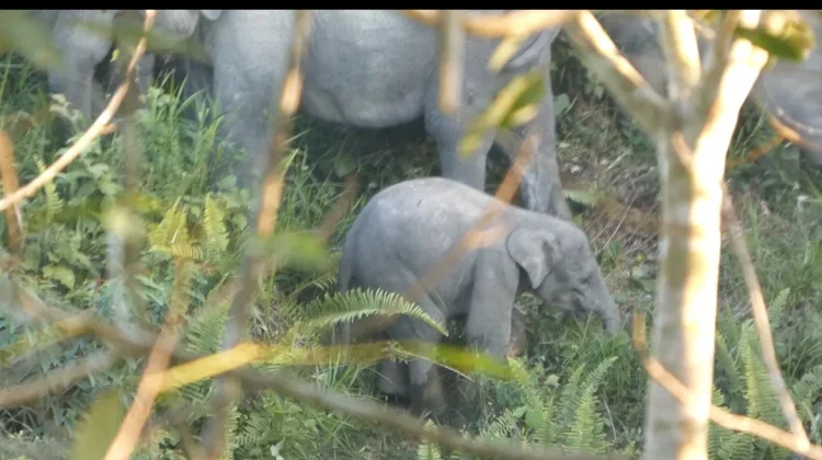 Anak Gajah Terjerat Sling Baja di TN Bukit Tigapuluh