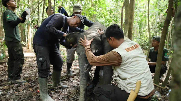 BKSDA Jambi Temukan Pagar Listrik Tegangan Tinggi di TN Bukit Tigapuluh