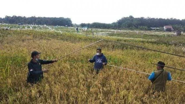 Pemkab Muara Jambi Komitmen Tingkatkan Hasil produksi Padi