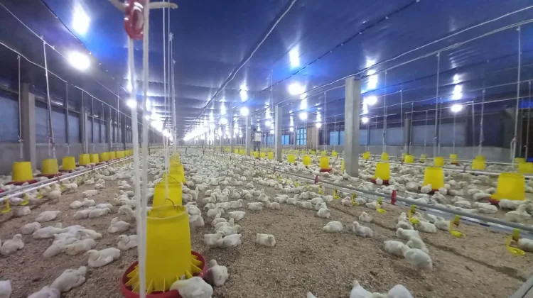 MBG Tingkatkan Permintaan Ayam Broiler