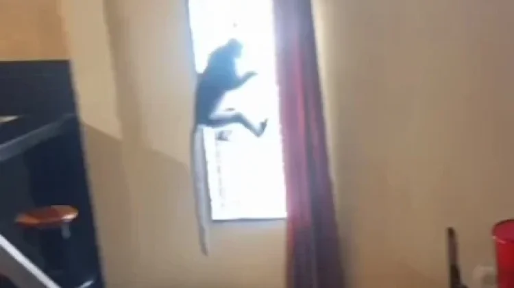 Petugas Damkar Evakuasi Dua Ekor Lutung