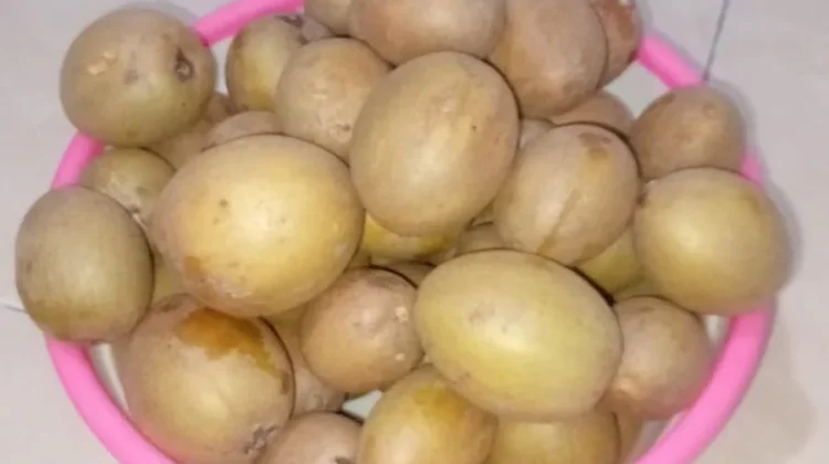 Manfaat Buah Sawo untuk Kesehatan