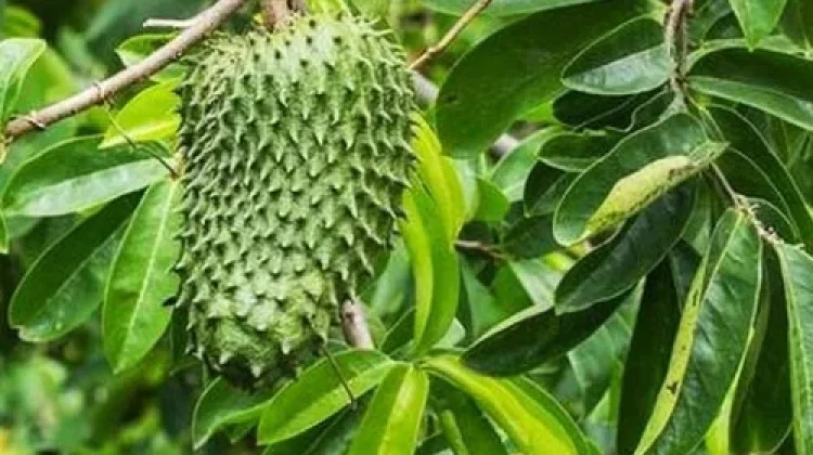 Manfaat Daun Sirsak, Bantu Hambat Pertumbuhan Sel Kanker