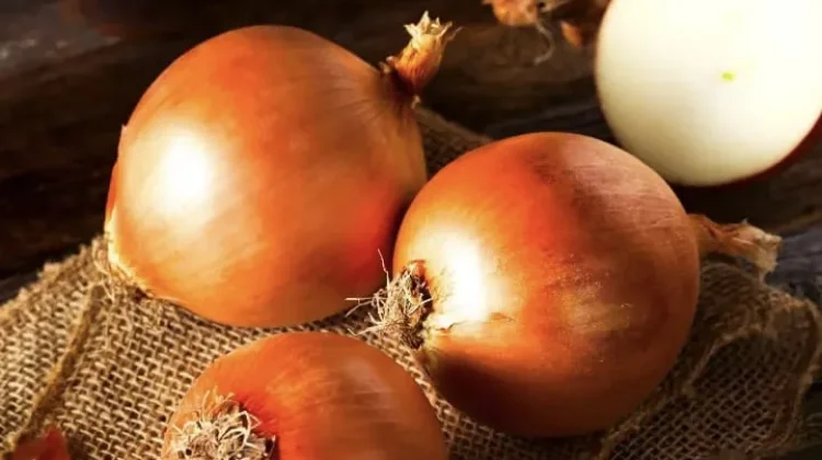 Peran Bawang Bombai Dalam Industri Kuliner