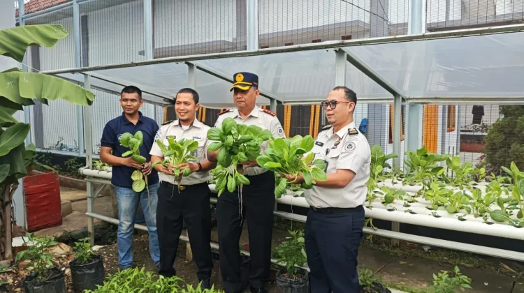 Hijaukan Lapas, Pakcoy Hidroponik Lapas Sarolangun Perkuat Ketahanan Pangan