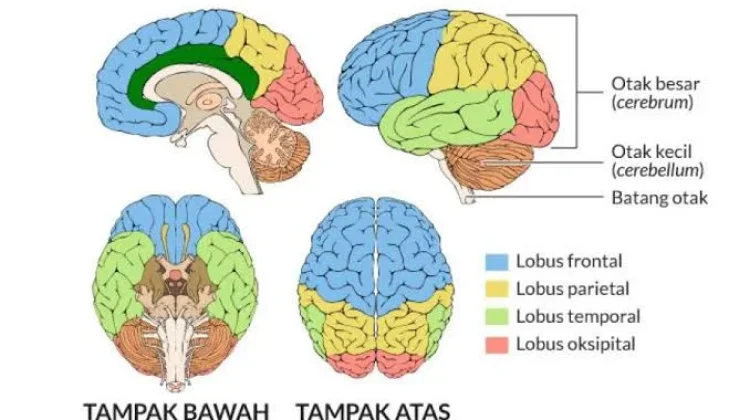 Melatih Aktivitas Tertentu dapat Mempertajam Karakteristik Spesifik Otak