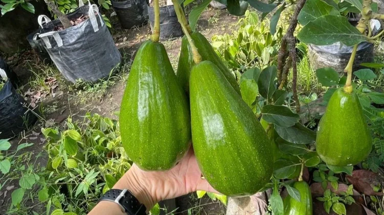 Buah yang Baik untuk Kulit