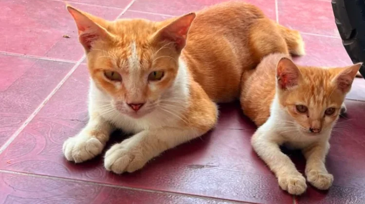 Sambut HUT RI Disnak Sarolangun Gelar Sterilisasi Kucing Kampung Bersubsidi