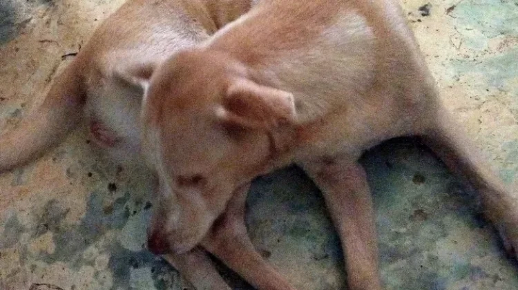 Cegah Rabies Disnak Sarolangun Program Vaksinasi Rabies