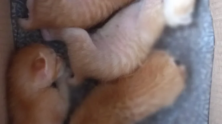 Kendalikan Populasi Kucing Liar lewat Strelisasi Bersubsidi