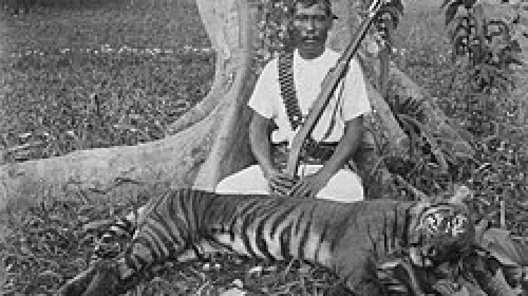Polemik Keberadaan Harimau Sumatra