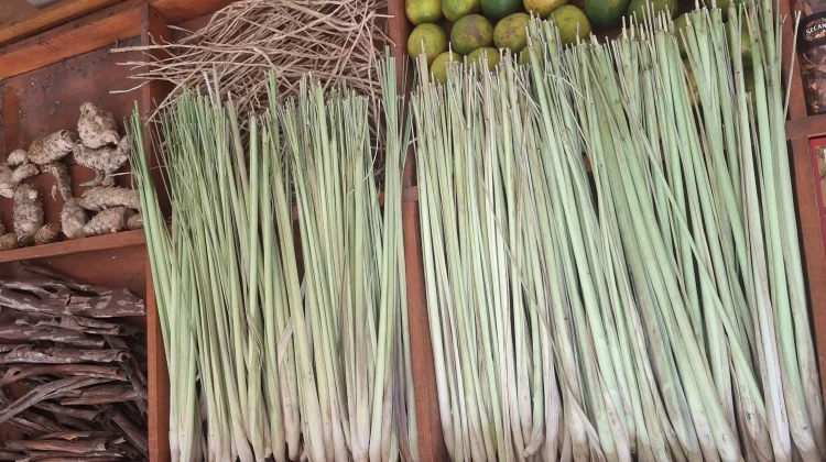 Serai, Rempah Dapur yang Memberikan Aroma Khas pada Masakan Nusantara