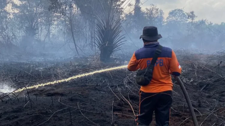 Lahan Gambut BPBD Sarolangun Waspadai Karhutla di Air Hitam