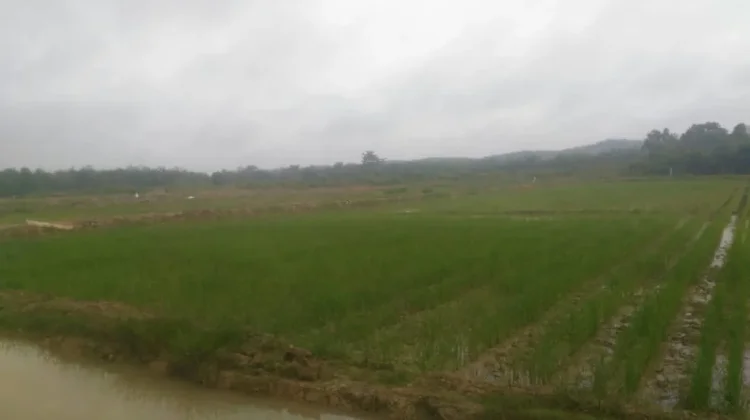 Batang Hari Bidik Tiga Kali Tanam Padi Setahun