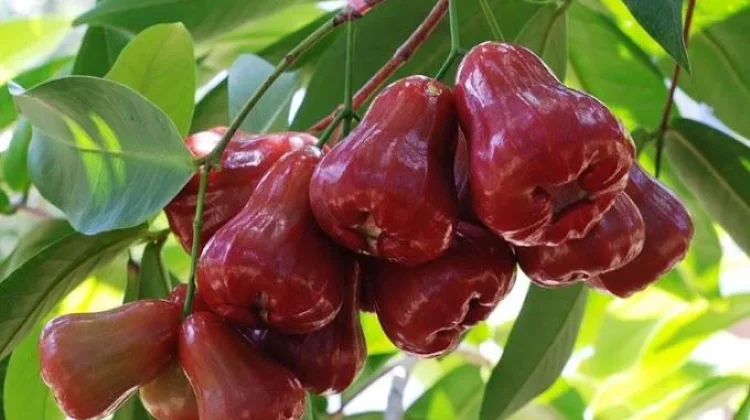 Pohon Buah Berakar Aman tanpa Merusak Bangunan