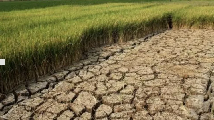 Tanggapan Masyarakat terhadap Dampak Kekeringan pada Lahan Pertanian