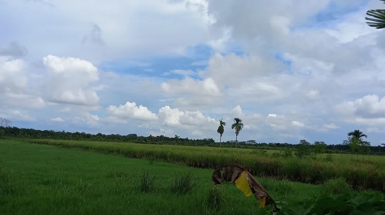 Kemarau Belum Berdampak Signifikan, Ribuan Hektare Sawah Tanjab Timur Siap Panen