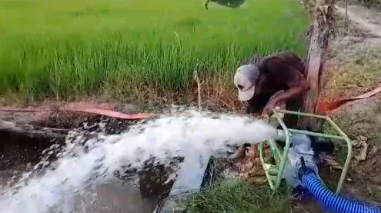 Ketahanan Pangan Jambi Dinilai Aman meski Kemarau Berkepanjangan