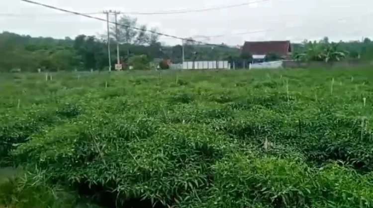 Hortikultura Batanghari Lebih Siap Hadapi Kemarau