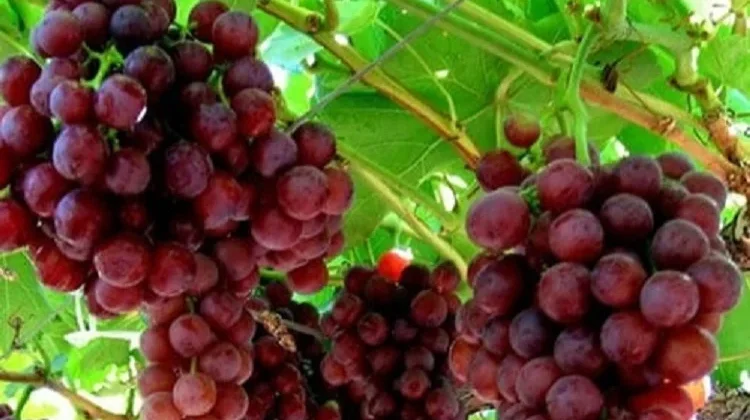 Buah yang Aman Dikonsumsi Penderita Tekanan Darah Tinggi