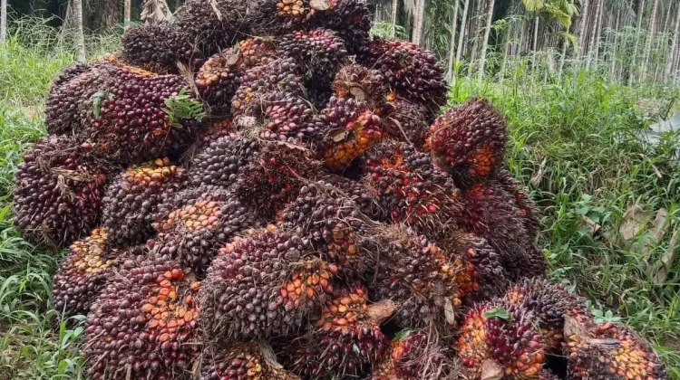 Terkoreksi Harga Tandan Buah Segar Sawit Jambi Turun Tipis