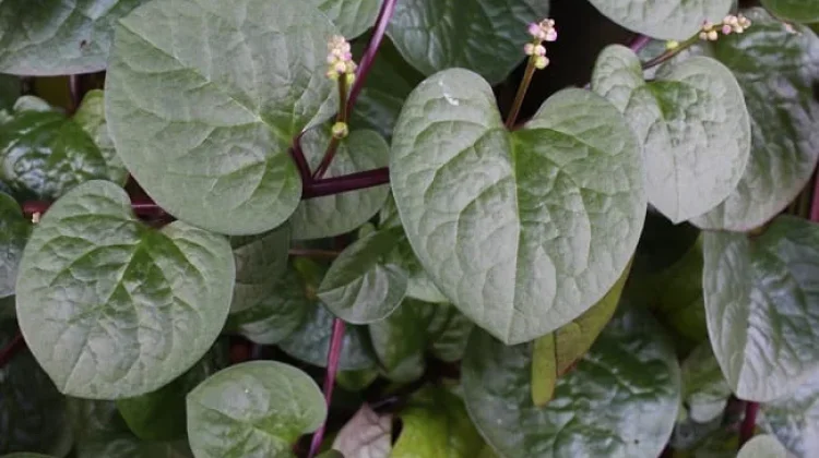 Manfaat Daun Binahong Campur Madu untuk Kesehatan Tubuh