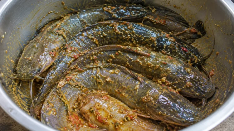 Resep Membuat Lele Marinasi yang Gurih dan Lezat
