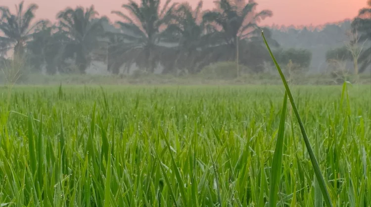 Waspada Kemarau yang bisa Mengancam Sawah di Jambi