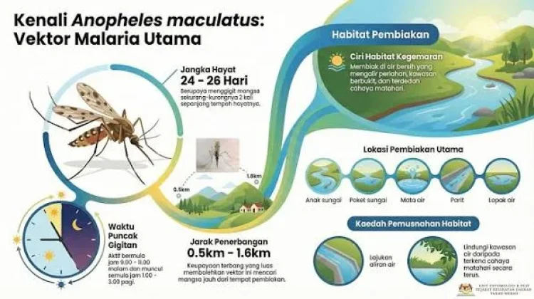 Nyamuk Anopheles Betina Penyebab Malaria