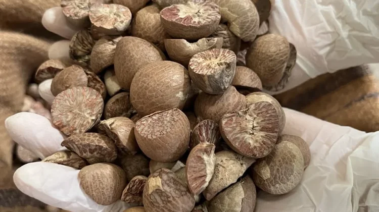 Pemprov Jambi Dorong Hilirisasi Pinang Demi Dongkrak Kesejahteraan Petani