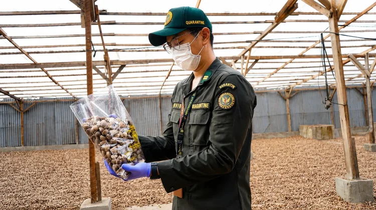 Tembus Proteksi Tarif 100 Persen, Pinang Jambi Tetap Buruan Pasar India