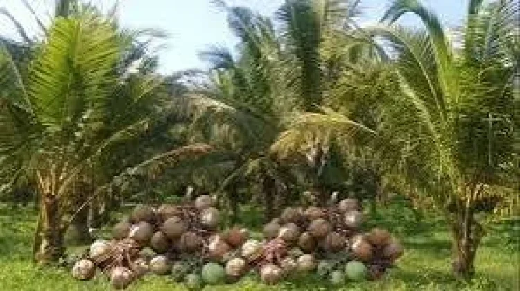 Hari Kelapa Sedunia Diperingati Setiap Tanggal 2 September